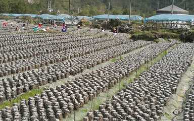 風(fēng)景秀麗、民風(fēng)淳樸！荔波這個(gè)村，定藏著你向往的鄉(xiāng)愁與鮮果之樂(lè)