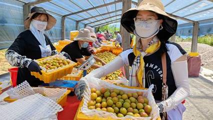 天山腳下的黃金果實(shí) 察布查爾樹(shù)上干杏遠(yuǎn)銷(xiāo)內(nèi)地市場(chǎng)