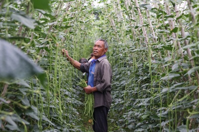 貴州獨(dú)山:盛夏顯生機(jī) 碩果滿(mǎn)目新